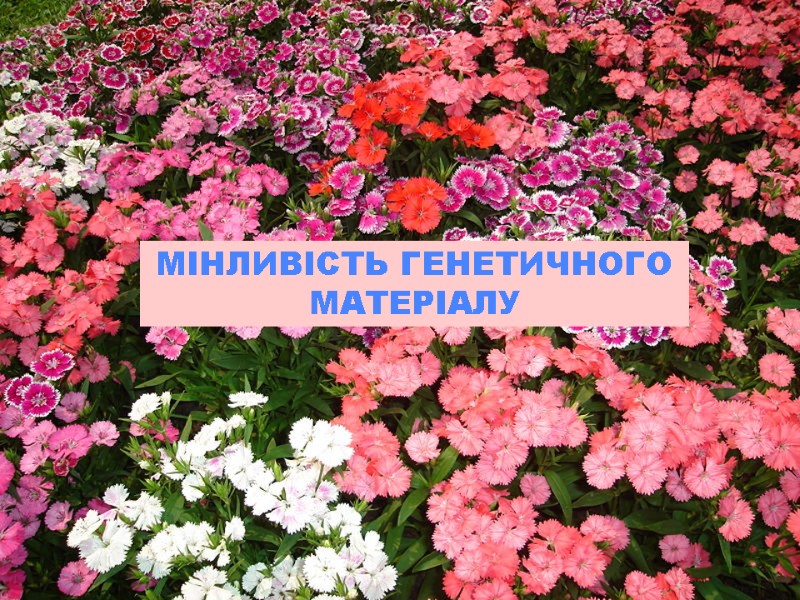 МІНЛИВІСТЬ ГЕНЕТИЧНОГО МАТЕРІАЛУ